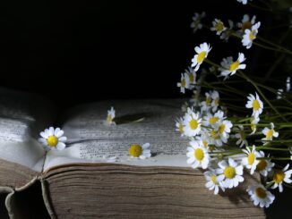 Neive, tra "Luci e Ombre": una mostra che racconta emozioni, natura e introspezione